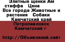 Элитные щенки Ам.стаффа › Цена ­ 25 000 - Все города Животные и растения » Собаки   . Камчатский край,Петропавловск-Камчатский г.